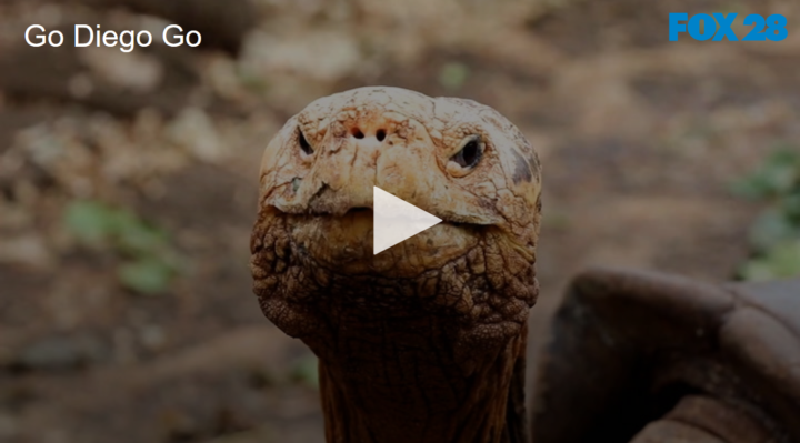 2020-06-16 Go Diego GO 100 yr Old Tortoise Saves Species FOX 28 Spokane