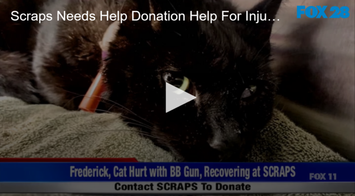 2020-06-29 Scraps Needs Help Donation Help For Injured Kitty FOX 28 Spokane