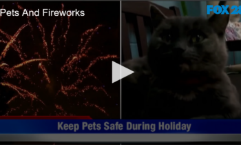 Pets And Fireworks