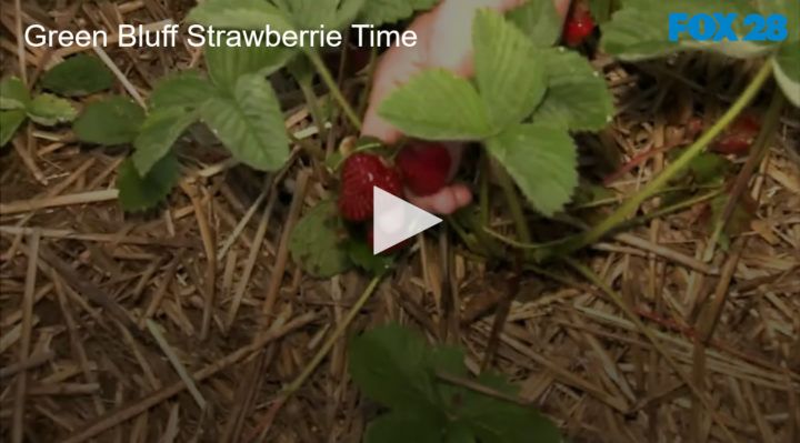 2020-07-03 Green Bluff Strawberries are Ripe and Ready FOX 28 Spokane