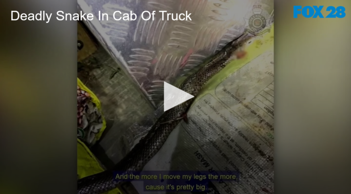 2020-07-08 Deadly Australian Snake In Cab Of Truck FOX 28 Spokane