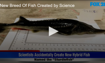 New Breed Of Fish Created by Science