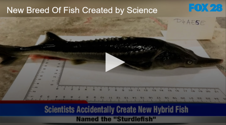 2020-07-23 New Breed Of Fish Created by Science FOX 28 Spokane