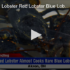 2020-07-28 1 Lobster 2 Lobster, Red Lobster Blue Lobster FOX 28 Spokane