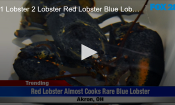 1 Lobster 2 Lobster, Red Lobster Blue Lobster??