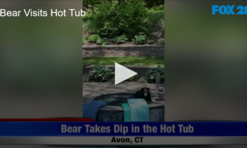 Bear Visits Hot Tub