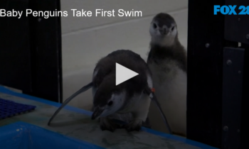 Baby Penguins Take First Swim