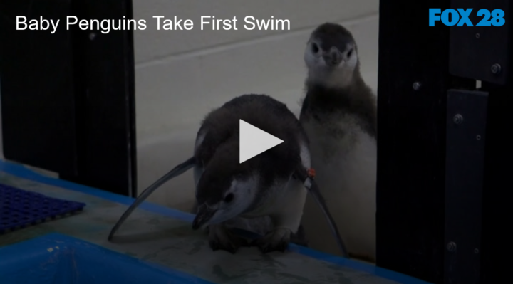 2020-08-20 Baby Penguins Take First Swim FOX 28 Spokane