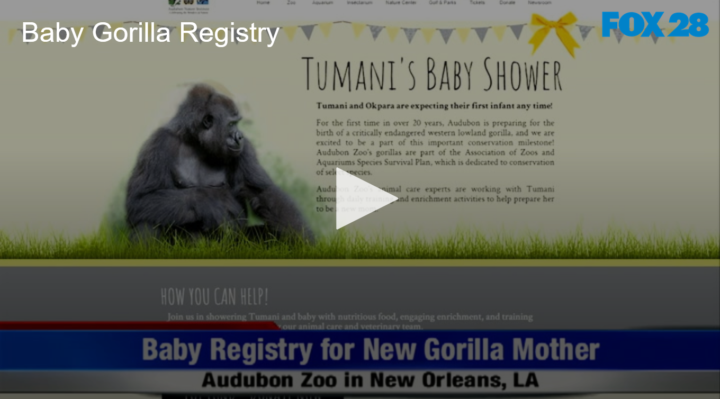 2020-08-24 What is a Baby Gorilla Registry FOX 28 Spokane