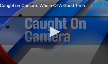 Caught on Camera: Whale Of A Good Time