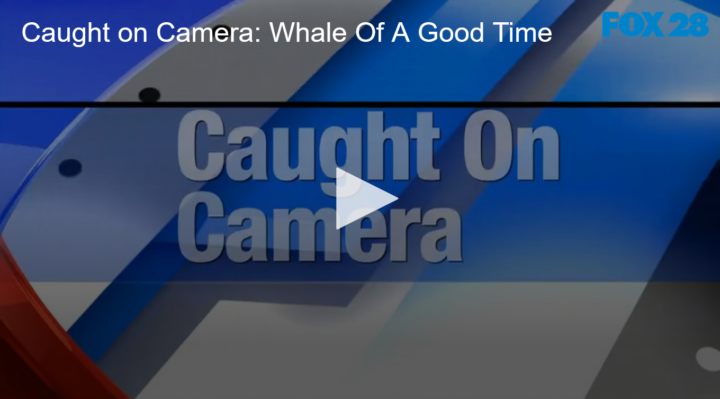 2020-08-26 Caught on Camera Whale Of A Good Time FOX 28 Spokane