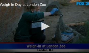 Weigh In Day at London Zoo