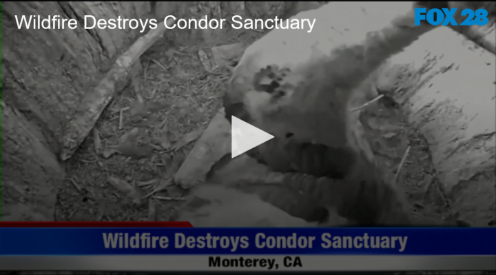 2020-08-28 Wildfire Destroys Condor Sanctuary FOX 28 Spokane