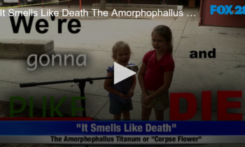 It Smells Like Death. The Amorphophallus Titanum Corpse Flower Blooms