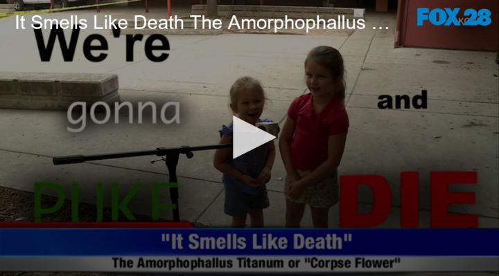 2020-09-18 It Smells Like Death The Amorphophallus Titanum Corpse Flower Blooms FOX 28 Spokane