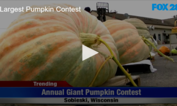 Annual Largest Pumpkin Contest