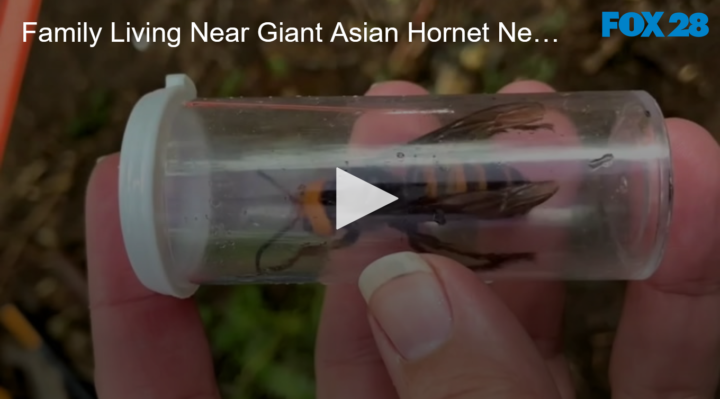 2020-10-30 The Family Living Near the Giant Asian Hornet Nest Speaks FOX 28 Spokane