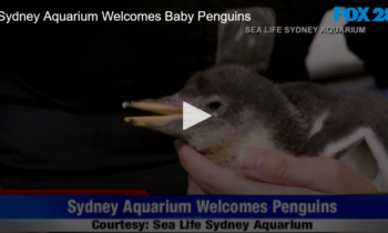 Sydney Aquarium Welcomes Baby Penguins