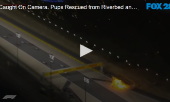 Caught On Camera. Pups Rescued from Riverbed and Man Walks Away from Racetrack Explosion