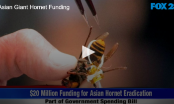 Asian Giant Hornet Funding