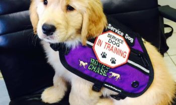 EMOTIONAL SUPPORT ANIMALS BANNED ON AIRLINES—HOW THE NEW RULE AFFECTS SERVICE DOGS