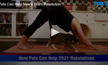 Pets Can Help New Years Resolution