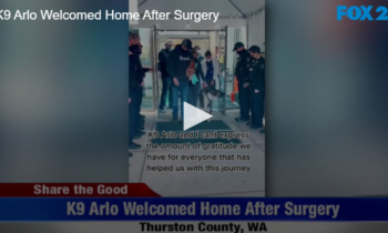 K9 Arlo Welcomed Home After Surgery