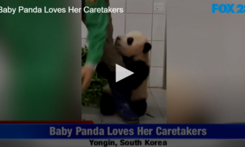 Baby Panda Loves Her Caretakers