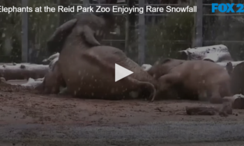 Elephants at the Reid Park Zoo Enjoying Rare Snowfall