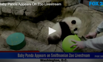 Baby Panda Appears On Zoo Livestream