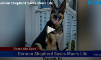 German Shepherd Saves Man’s Life