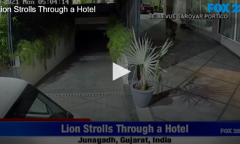 Lion Strolls Through a Hotel