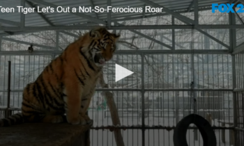 Teen Tiger Let’s Out a Not-So-Ferocious Roar