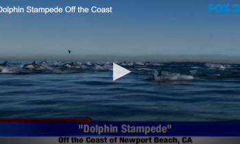 Dolphin Stampede Off the Coast