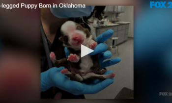 6-legged Puppy Born in Oklahoma