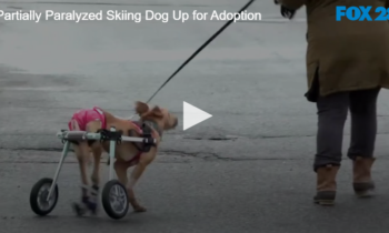 Partially Paralyzed Skiing Dog Up for Adoption