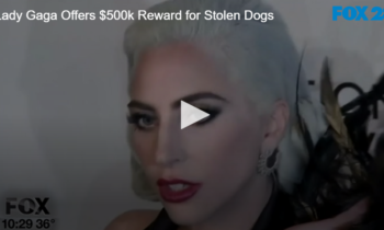 Lady Gaga Offers $500k Reward for Stolen Dogs