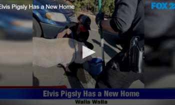 Elvis Pigsly Has a New Home