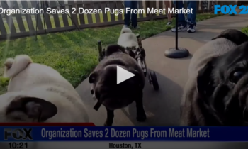 Organization Saves 2 Dozen Pugs From Meat Market