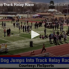Dog Jumps Into Track Relay Race