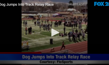 Dog Jumps Into Track Relay Race