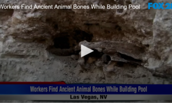 Workers Find Ancient Animal Bones While Building Pool