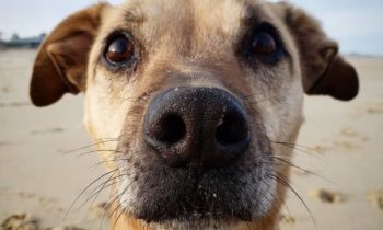 ADOPTING A RESCUE DOG—HOW YOU CAN SPOT A SCAM