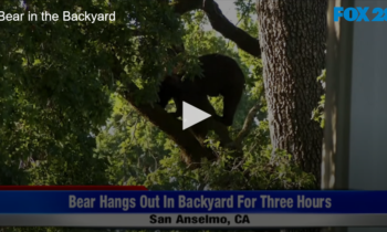 Bear in the Backyard