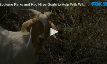 Spokane Parks and Rec Hires Goats to Help With Wildfire Prevention