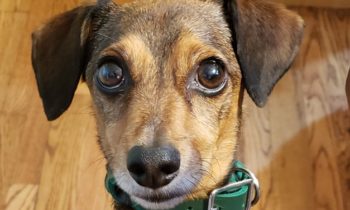 ADOPTING A RESCUE DOG—MORE ADVICE FROM DOG PROFESSIONALS