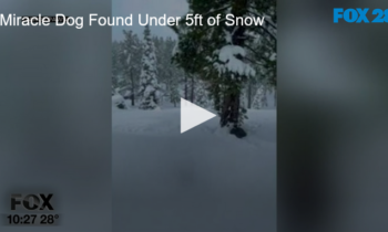 Miracle Dog Found Under 5ft of Snow