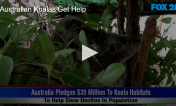 Australian Koalas Get Help