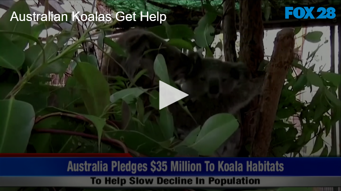 Australian Koalas Get Help FOX 28 Spokane