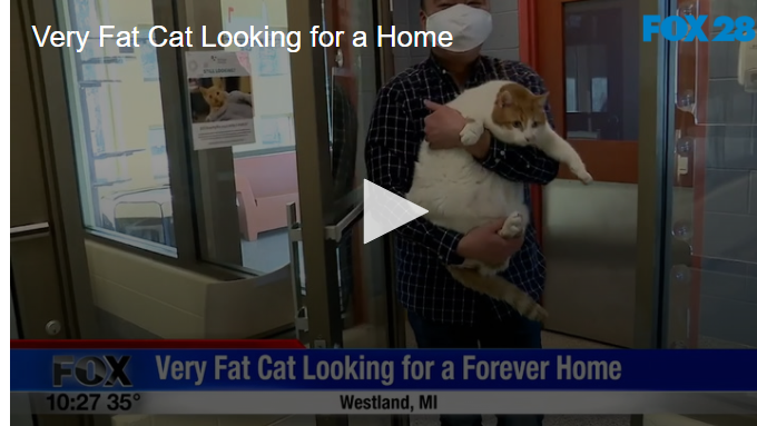 Very Fat Cat Looking for a Home fox28spokane.com-01-19-22